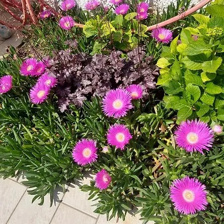 Alojamento de Acomodação e Pequeno-almoço My House 4*